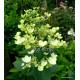 Hydrangea paniculata  WIM'S RED