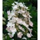 Hydrangea paniculata  WIM'S RED