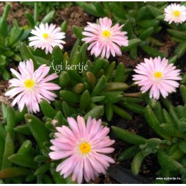 Kristályvirág - Delosperma luckhoffi 'Princess'