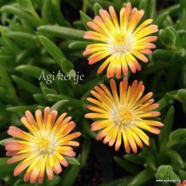 30 - Kristályvirág - Delosperma - Orange Yellow