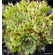 2- Kövirózsa - Világos zöld, csokifülű - Sempervivum