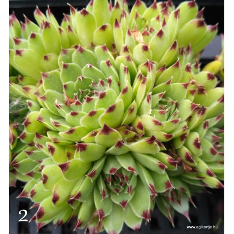 2- Kövirózsa - Világos zöld, csokifülű - Sempervivum