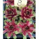 8 - Kövirózsa - Nagy, mentazöld csúcsú, piros közepű - Sempervivum