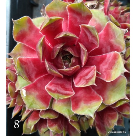 8 - Kövirózsa - Nagy, mentazöld csúcsú, piros közepű - Sempervivum