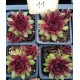 11 - Kövirózsa - Bordós-piros, alul zöld - Sempervivum