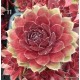 11 - Kövirózsa - Bordós-piros, alul zöld - Sempervivum