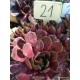 21 - Kövirózsa - Pirosas-bordó, vékony zöld szegéllyel - Sempervivum