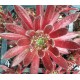 4 - Kövirózsa - Bordó, bundis, keskeny levelű - Sempervivum