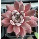 1- Kövirózsa -  Ezüstös rózsaszínes bársonyos - Sempervivum