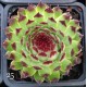 25 - Kövirózsa - Hamvaszöld, nagy, mártott csokis - Sempervivum