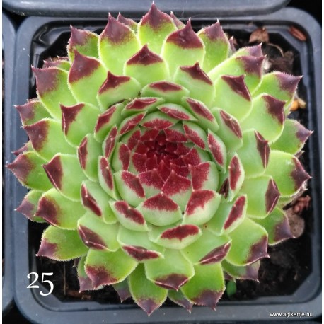 25 - Kövirózsa - Hamvaszöld, nagy, mártott csokis - Sempervivum