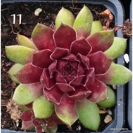 11 - Kövirózsa - Bordós-piros, alul zöld - Sempervivum