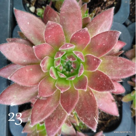 23 - Kövirózsa - Capuccino molyhos-szőrös - Sempervivum