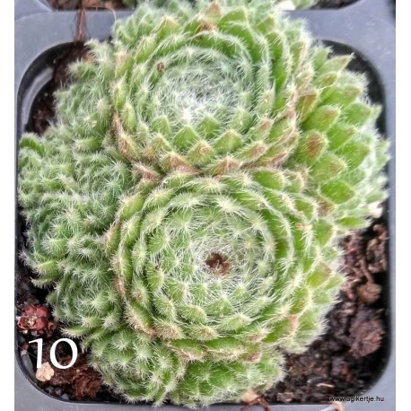 10 - Kövirózsa - Molyhos szőröske - Sempervivum