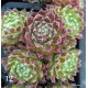 12 - Kövirózsa - Vöröses-barnás szőrös gombóc - Sempervivum