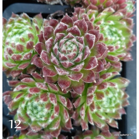 12 - Kövirózsa - Vöröses-barnás szőrös gombóc - Sempervivum