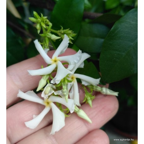 Csillagjázmin mag, fehér -  Trachelospermun jasminoides 