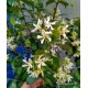 Csillagjázmin mag, fehér -  Trachelospermun jasminoides 