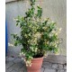 Csillagjázmin mag, fehér -  Trachelospermun jasminoides 