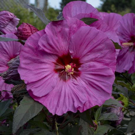 Mocsári hibiszkusz - Berry Avesome - Hibiscus moscheutos