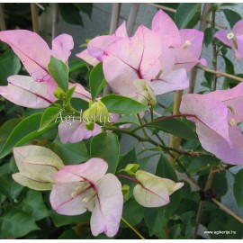 10-Fehér-rózsaszín cirmos-Murvafürt-Bougainvillea-Sakura