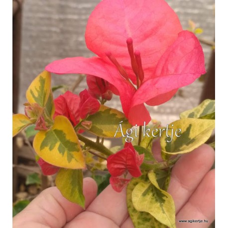 34- Piros variegata - Red rooster- Murvafürt- Bougainvillea