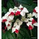 Thomson végzetcserje - Clerodendrum thomsoniae