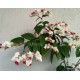 Thomson végzetcserje - Clerodendrum thomsoniae