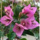 56 - Lila-rózsaszínes  glabra - Murvafürt - Bougainvillea