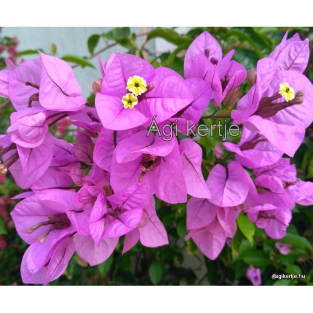 56 - Lila-rózsaszínes  glabra - Murvafürt - Bougainvillea