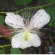 Capri cserje mag - Capparis spinosa