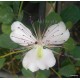 Capri cserje mag - Capparis spinosa