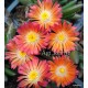Kristályvirág - Delosperma - Sunset - vöröses-narancs