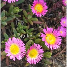 50 - Kristályvirág - Delosperma - Wonder Rose - rózsaszín