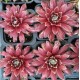 19 - Kövirózsa - Vörös, fehér szőrös szélű - Sempervivum