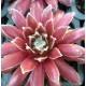 19 - Kövirózsa - Vörös, fehér szőrös szélű - Sempervivum