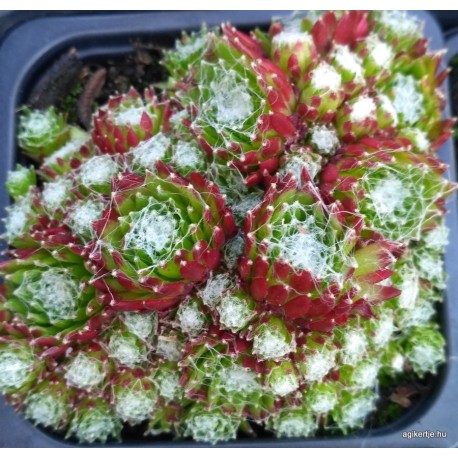 34 - Köviózsa - Zöldes, pirosas, miniatűr - Sempervivum