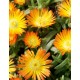 Delosperma-Orange- narancs