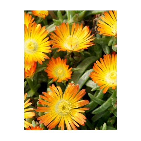 Delosperma-Orange- narancs