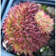 61- Kövirózsa - Cristata - Sempervivum