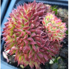 31/B- Kövirózsa - Cristata - Sempervivum