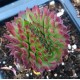 61- Kövirózsa - Cristata - Sempervivum