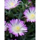 Delosperma-Violet-halvány lila