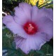 Mocsári hibiszkusz - Blue Brulée - Hibiscus moscheutos