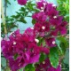 29-Bíborka-Murvafürt-Bougainvillea