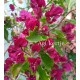 29-Bíborka-Murvafürt-Bougainvillea