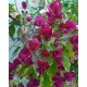 29-Bíborka-Murvafürt-Bougainvillea