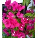 44 - Spektabilis splendens - Murvafürt - Bougainvillea