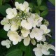 Hydrangea paniculata DIAMANT ROUGE