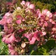 Hydrangea paniculata DIAMANT ROUGE